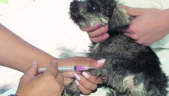 Vacunarán  6,000 canes contra la rabia en el distrito de Tiabaya