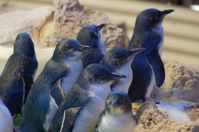 Pingüinos azules buscan comida en grupo para protegerse de depredadores