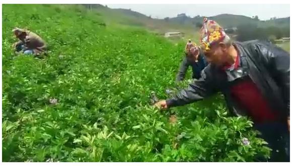 Buscan comercializar más de 2 mil toneladas de papa amarilla (VIDEO) 