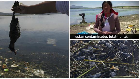 ​Titicaca, el mítico lago inca, ahogado por la contaminación (VIDEO)