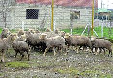 Alerta: Roban 48 ovinos que no son aptos para el consumo humano