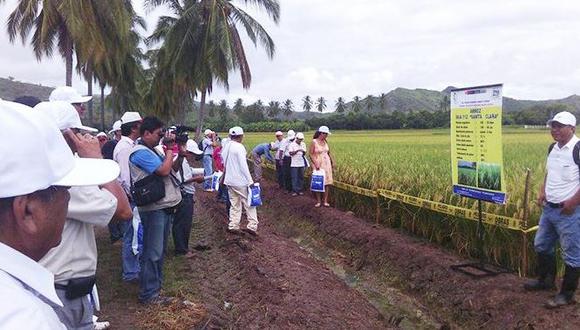 Crean arroz resistente a plagas y cambio climático