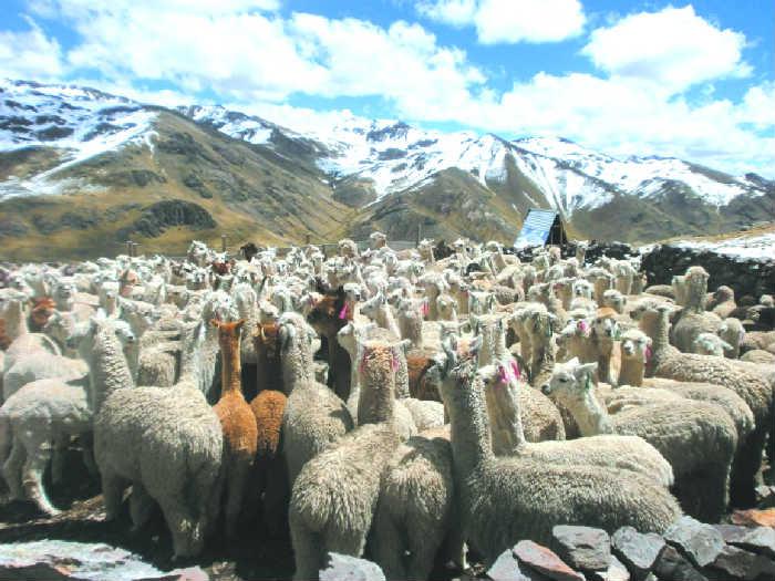 Censo muestra disminución de alpacas en Huancavelica