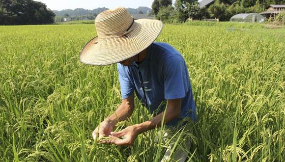 Japón reanuda sus exportaciones de arroz producido en Fukushima