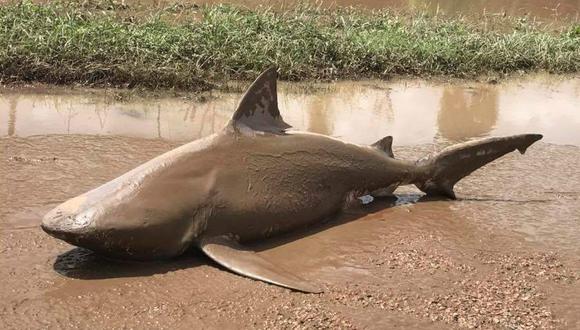 Australia: ciclón Debbie dejó a un tiburón muy lejos del mar (FOTOS)