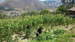 Yungay: Incineran dos mil plantones de marihuana