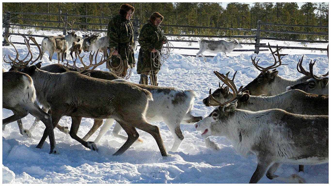 Rusia: ¿Pastores nómadas tendrán que despedirse del último de los renos? (VIDEO)