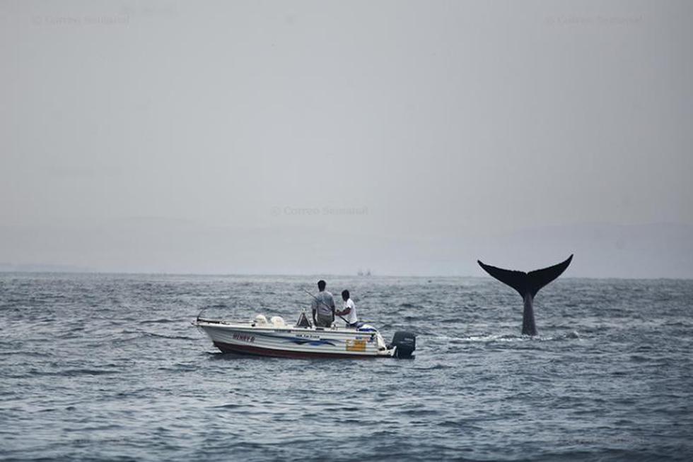Gigantes azules llegan a la costa peruana para aparearse (Fotos)