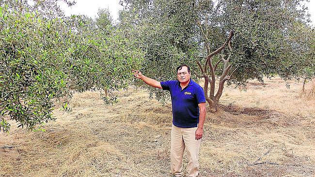 Los primeros olivos surgieron hace 250 años, en La Ensenada en el valle de Tambo