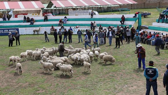 Puno: con gran expectativa crece la feria mensual de remate de ganado en Ayaviri 