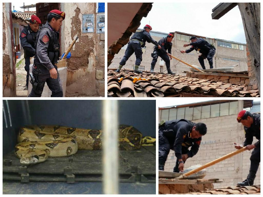 Policía captura boa que reptaba sobre techos causando temor en el cercado de Cusco (Fotos - Vídeo)