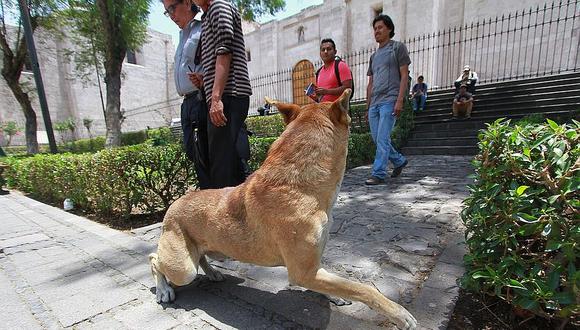 En Arequipa reportan 108 casos de rabia canina en tres años