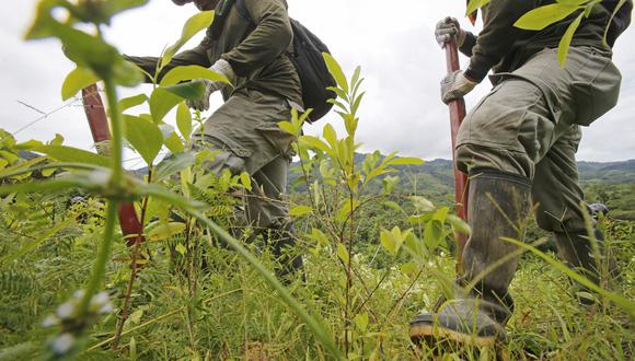 Los trabajos de erradicación de sembríos ilegales de hojas de coca están a cargo de personal del Corah, con resguardo de la Policía Nacional. (Foto archivo referencial: Dante Piaggio / El Comercio)