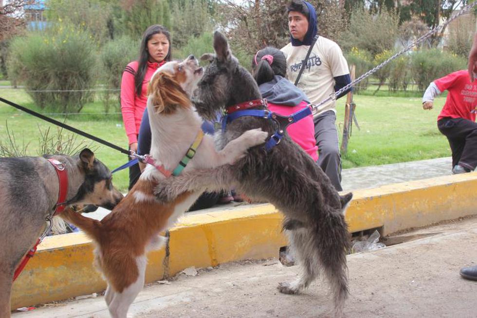 Una competencia  llena de 'amores perros' (FOTOS)