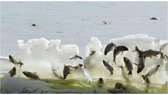 Científicos desconcertados por peces congelados en pleno salto