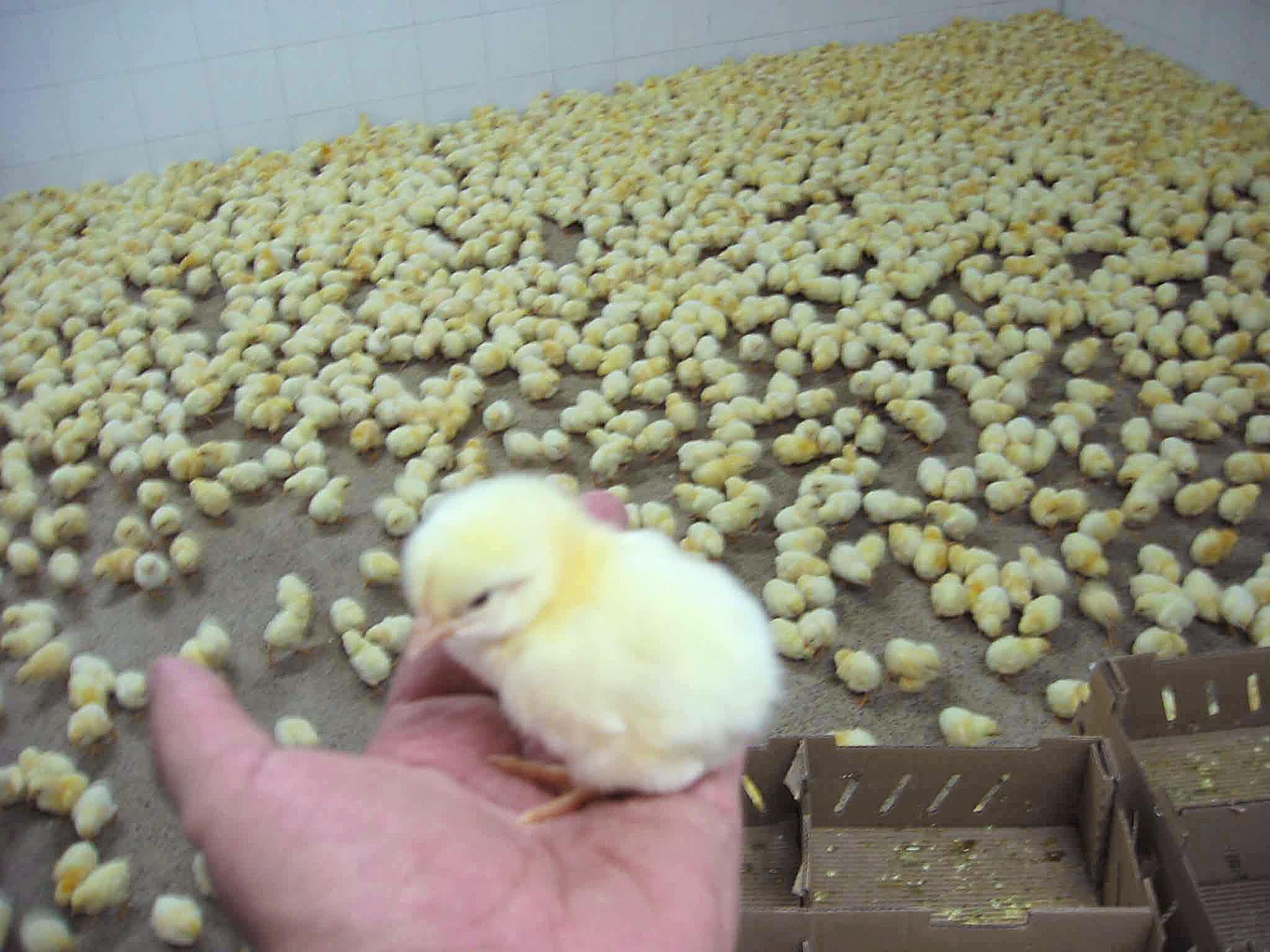 YouTube: 10,000 pollos corren libre por la pista