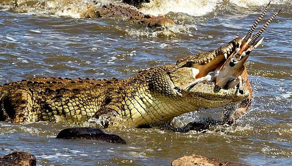 El preciso momento en que un cocodrilo devora a una gacela (FOTOS)