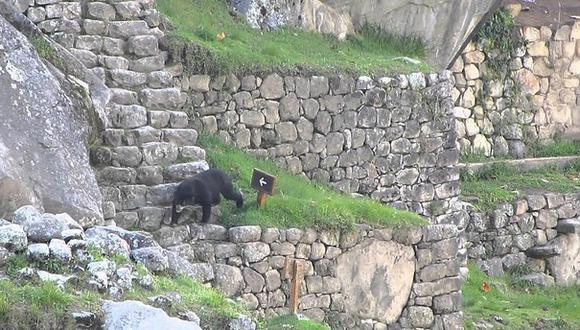 Machu Picchu: Oso de Anteojos concita la atención de visitantes
