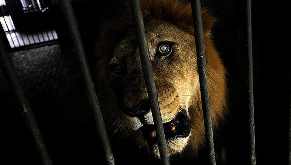 Zoológico muestra león moribundo que apenas puede pararse (VIDEO)