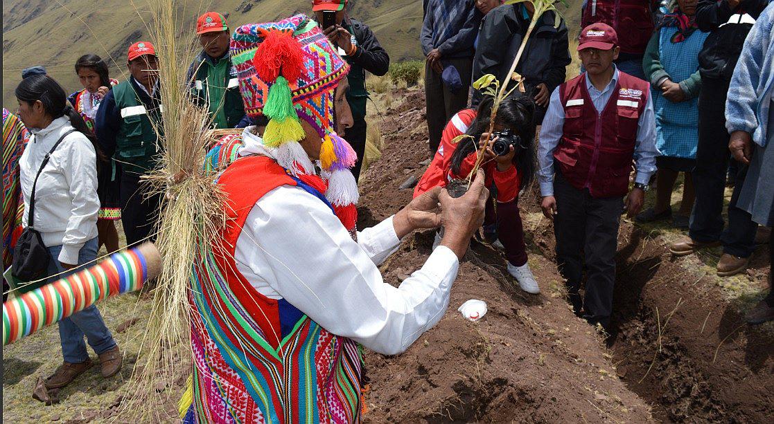 Campaña forestal busca llenar de plantas nativas cerros de Cusco
