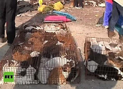 Colombia: Hombre que comía gatos es capturado por maltrato animal