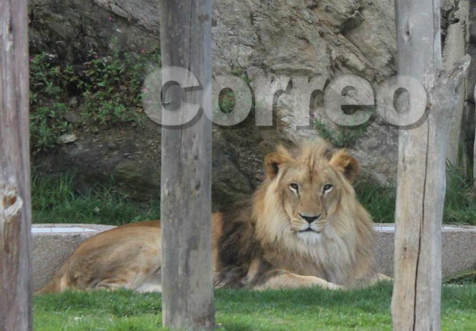 El nuevo parque para los animales en el zoológico de Huancayo (FOTOS)