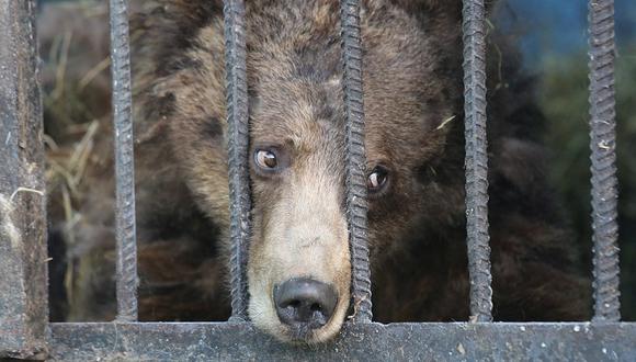 Este es el zoológico más deprimente del mundo, leones y osos "mueren" de hambre y soledad (FOTOS)