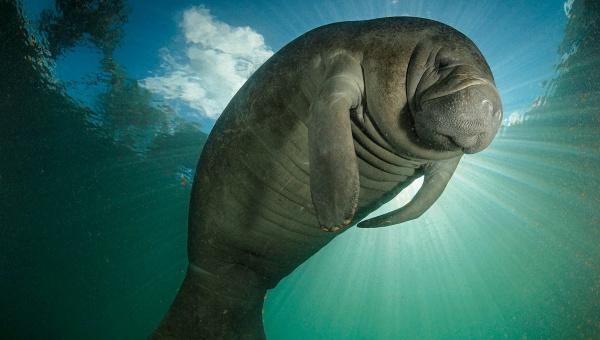 El manatí podría salir de la lista de especies en peligro de extinción