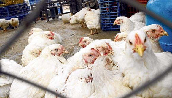 México: Sacrificarán 400 mil aves por brote de gripe aviar