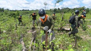 Mininter planea erradicar 18 mil hectáreas de hoja de coca ilegales hasta fin de año