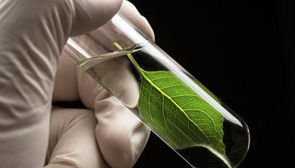 La electrónica supera la eficacia de las plantas con fotosíntesis artificial