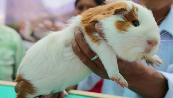 Perú es líder en producción y mejoramiento genético de diferentes razas de cuyes
