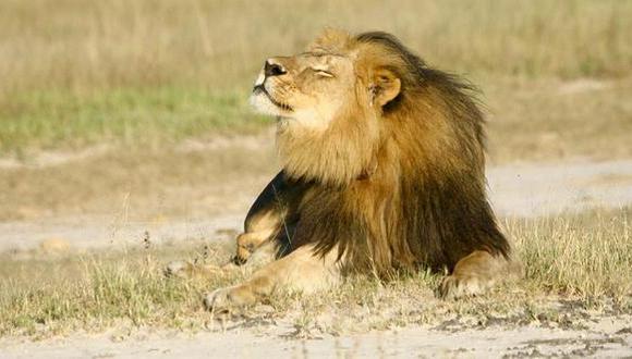 Zimbabue desmiente la muerte del león Jericho, compañero de Cecil