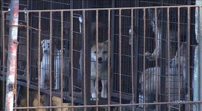 ​Corea: Rescatan a 200 perros destinados para consumo humano