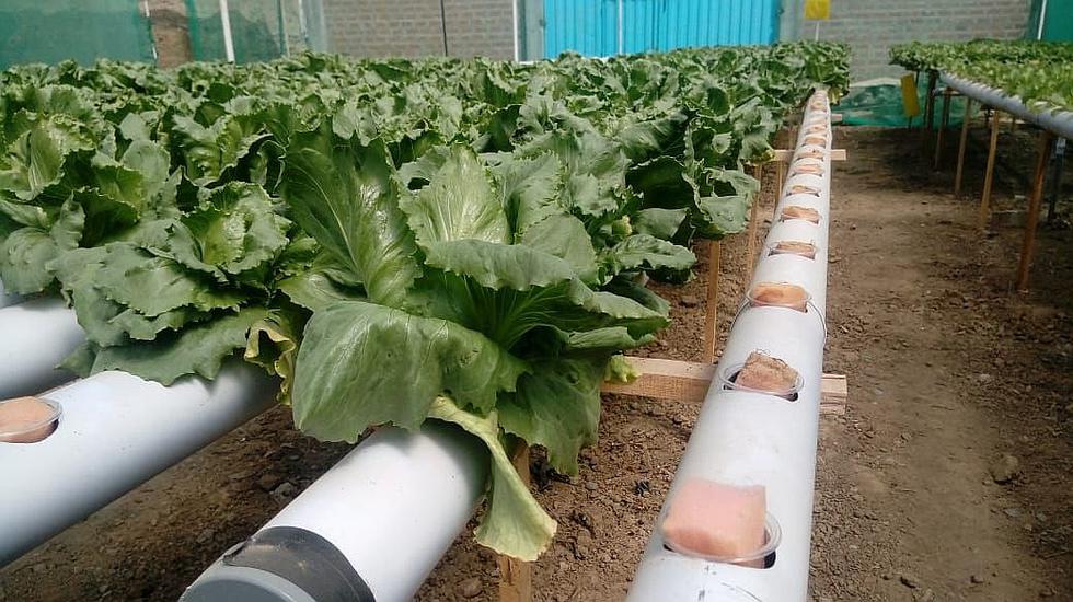 ​Hidroponía, una nueva alternativa de cultivos sin tierra (FOTOS)