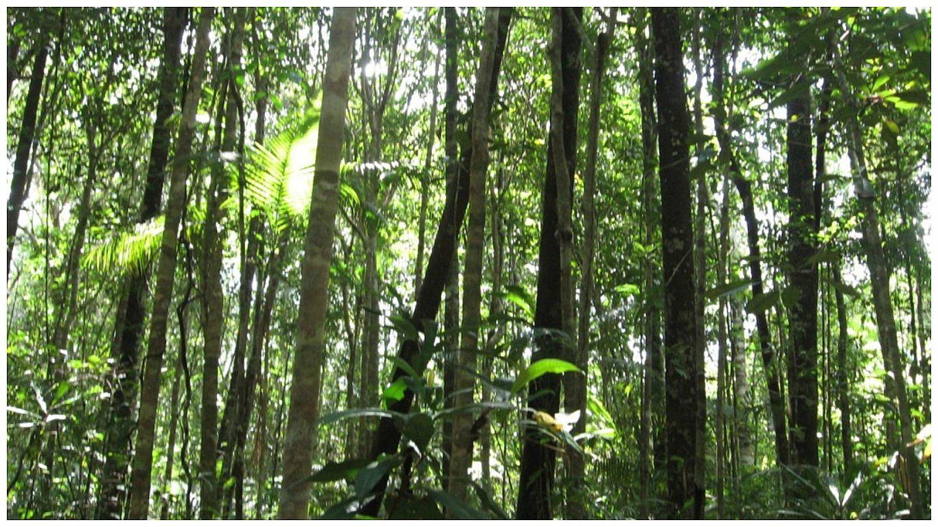 Perú es cuarto en el mundo con más árboles tropicales