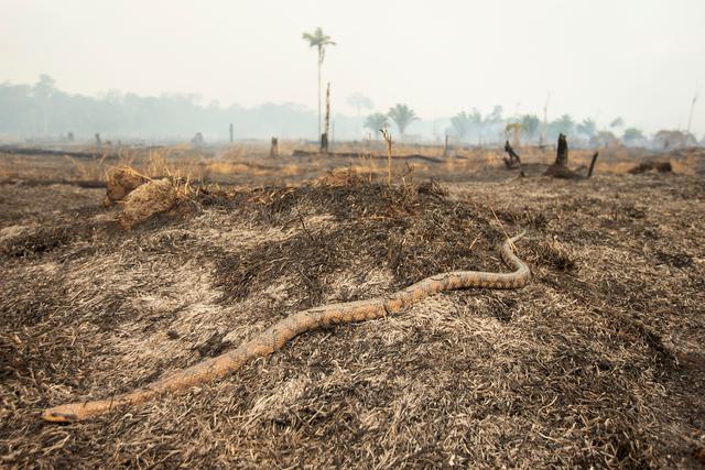 Una serpiente huye del fuego durante un incendio forestal en la región Amazónica de Porto Velho el 23 de agosto de 2019 en el estado de Rondonia (Brasil). EFE/Joédson Alves