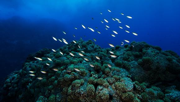 Ica: reserva nacional dorsal de Nasca será la primera área natural protegida netamente marina (Foto: Sernanp)