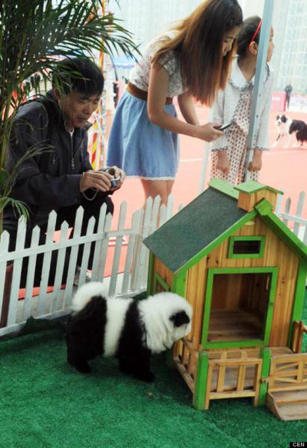 Los "Perritos-Panda" siguen causando sensación en China (FOTOS)