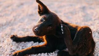 Los métodos para acabar con el mal olor de tu perro sin bañarlo