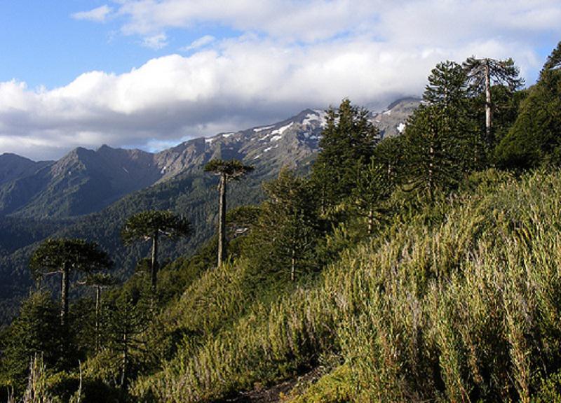 Chile:Controlan gigantesco incendio forestal que amenazaba Parque Nacional Conguillío