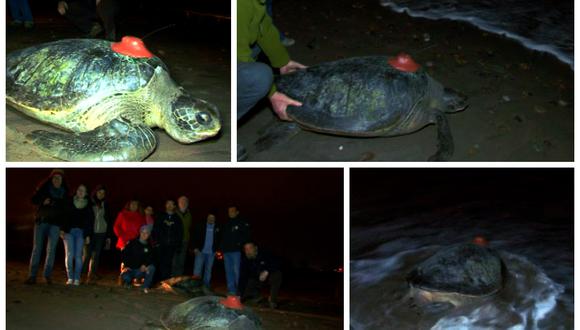 Arica: Chilenos instalan sistema satelital a varias tortugas marinas  
