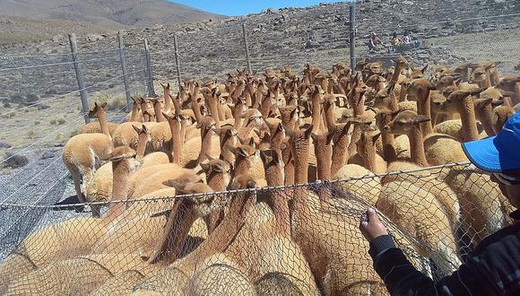 Mil 800 crías de vicuñas murieron por el frio 