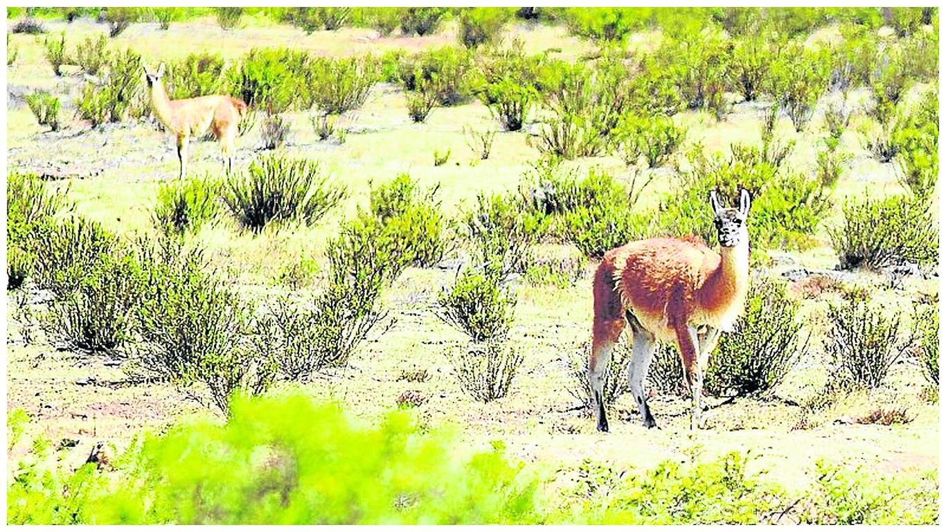 Guanacos están en peligro de extinción por invasión de sus territorios y cambio climático