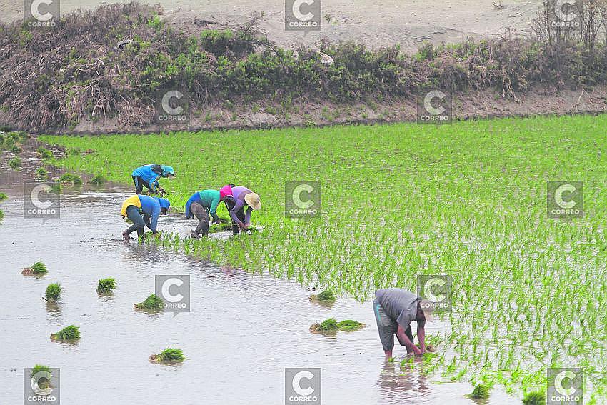 Río Majes pone en alto riesgo 7 mil ha de arroz