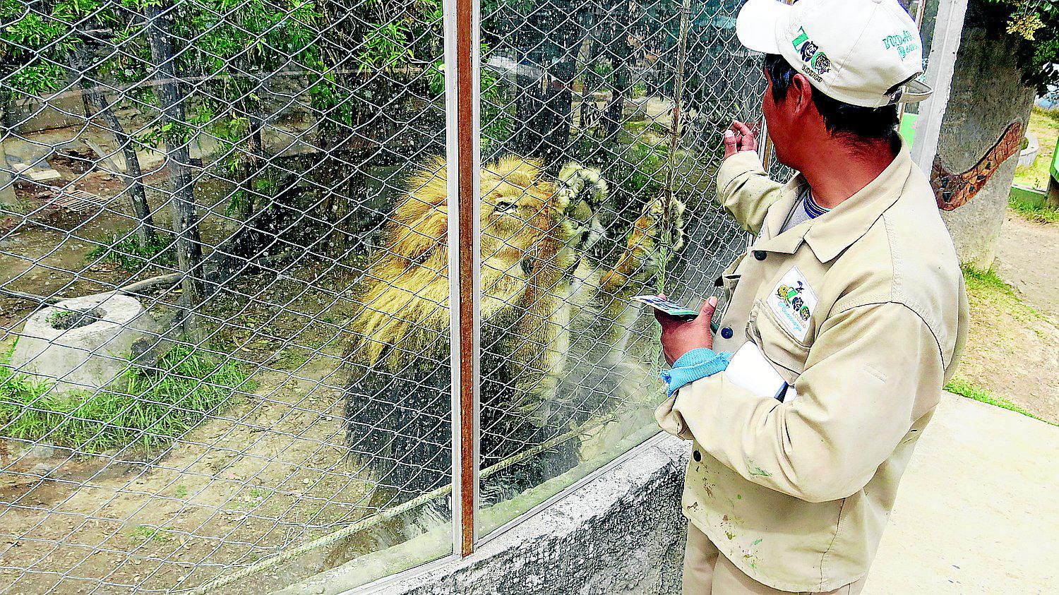 Huancayo, donde más leones han nacido a más de 3259 metros sobre el nivel del mar