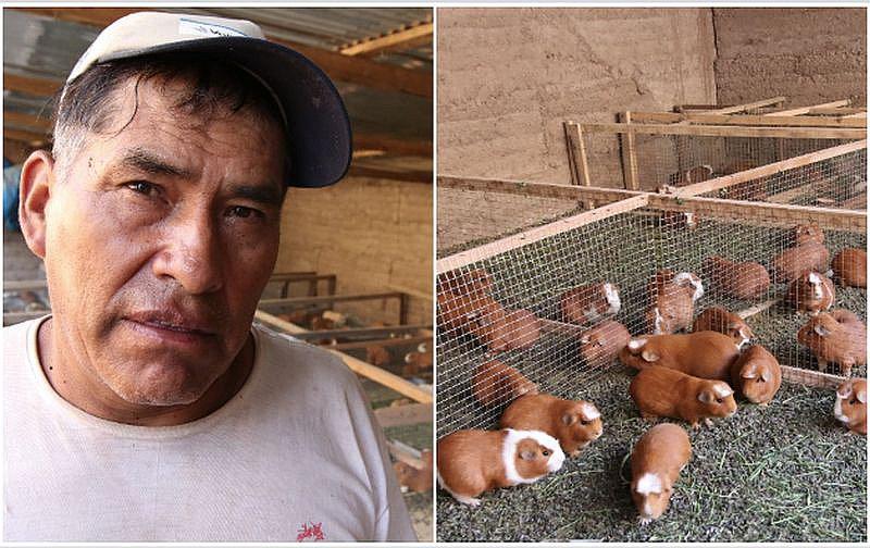 Proveedores de cuy para el restaurante de Gastón Acurio son del valle del Colca