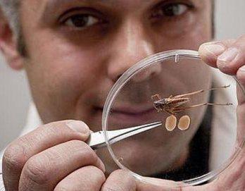 Especie de saltamontes posee los testículos más grandes del mundo animal