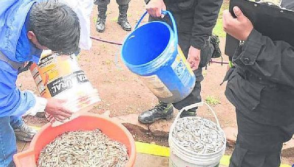 Policía incauta más de 240 kilos de ispi de pescadores ilegales en Puno