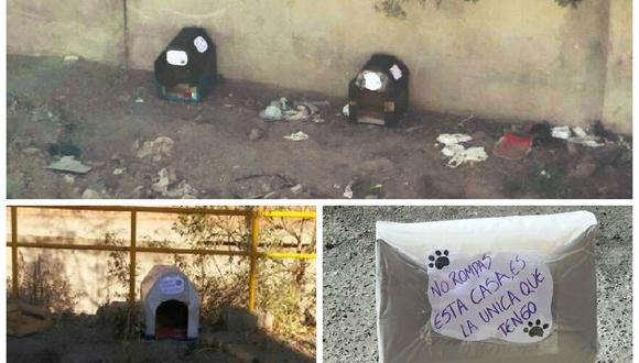 Arequipa: Animalistas dejan casas para perros callejeros y otros se las roban